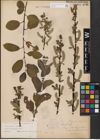 Foto von Salix aurita L. x Salix myrsinites L.